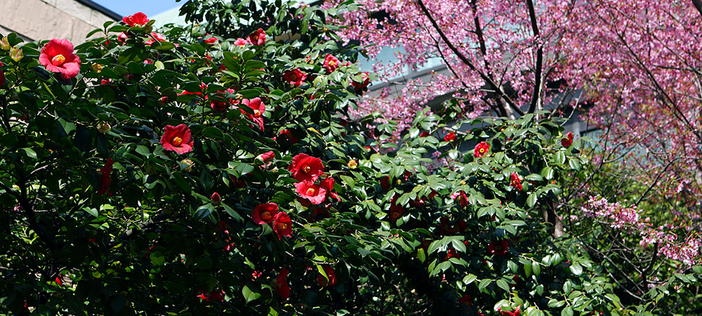 干菓子 花暦 3月の花 山吹 桜 もも