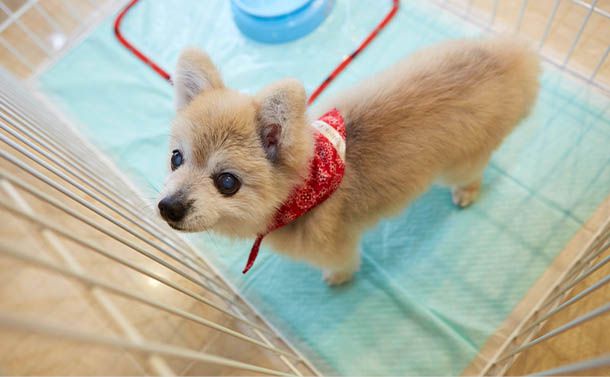 Pet Friendly Hotel ペットとご宿泊 東京のホテルならホテル椿山荘東京 公式サイト