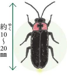 ゲンジボタル 体長約10〜20mm
