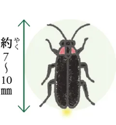 ヘイケボタル 体長約7〜10mm