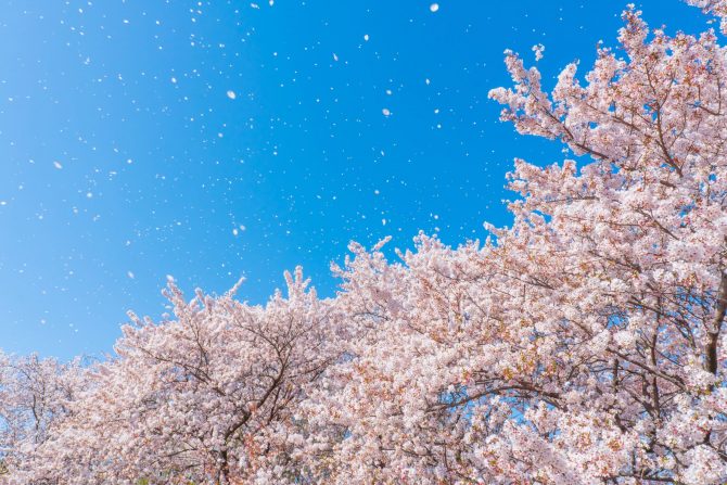 春 3 5月 に結婚式を挙げよう おすすめのテーマや演出をご紹介 東京の結婚式 結婚式場 ホテル椿山荘東京 公式