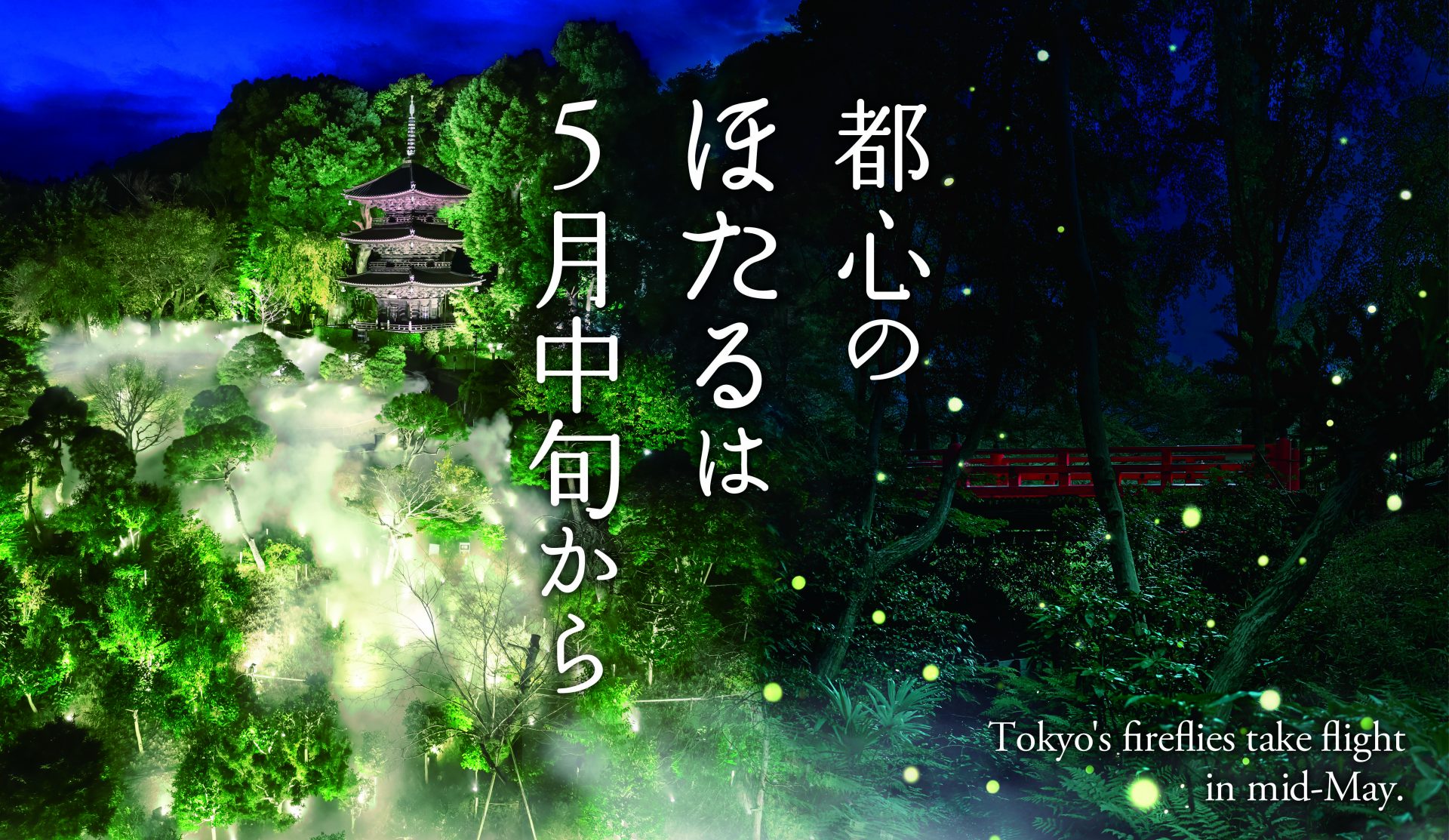 蛍 時間 帯