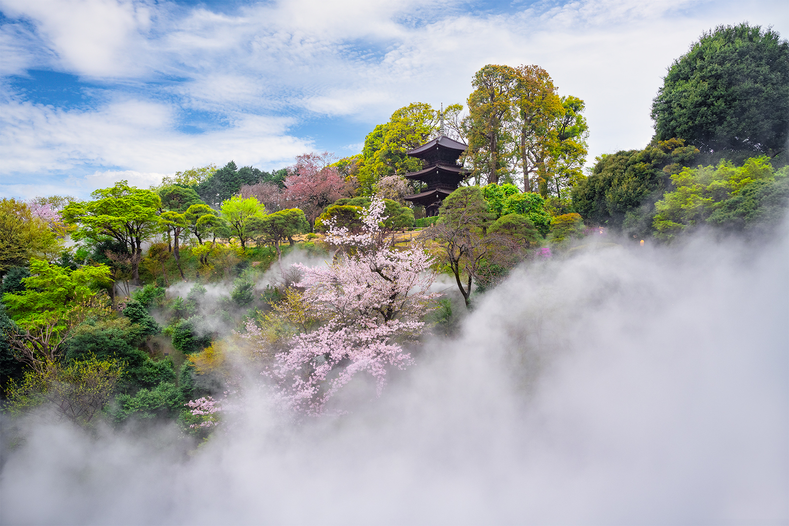 春のお花見ランチ ディナービュッフェ 椿と桜と東京雲海と 東京のホテルならホテル椿山荘東京 公式サイト