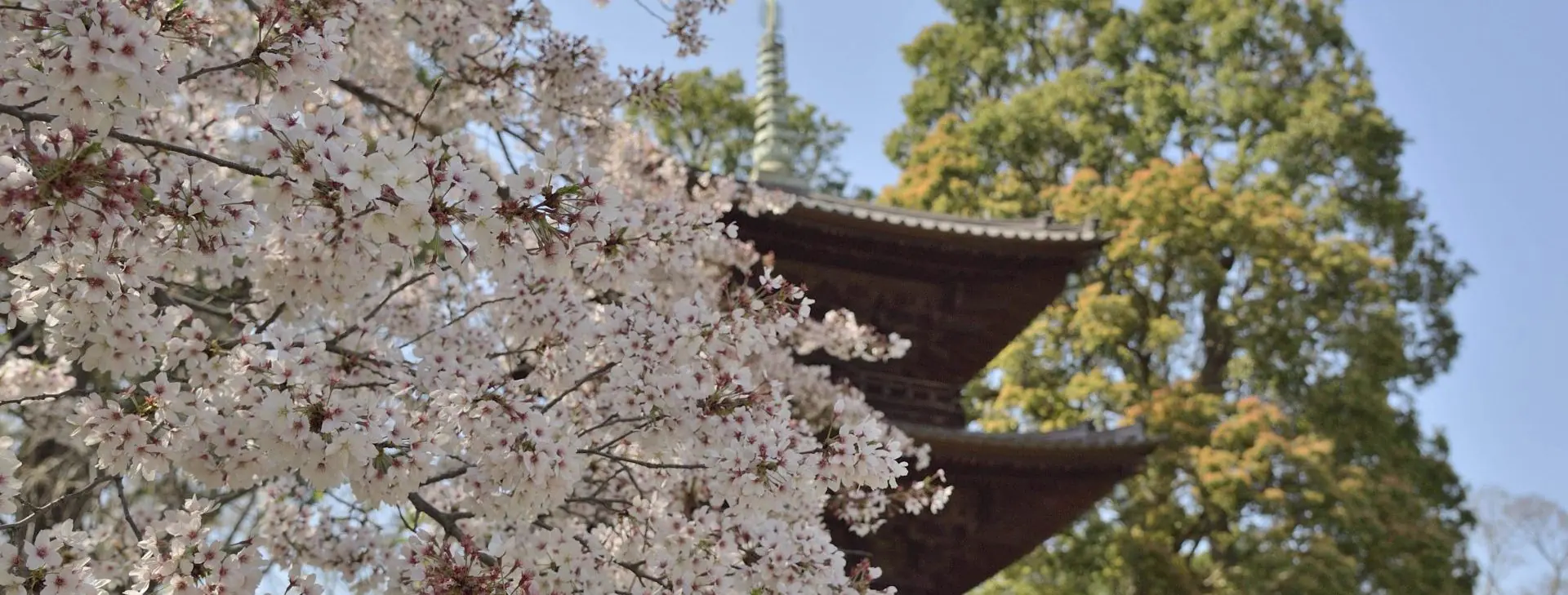 季節のおすすめ～椿・桜～ | 東京のホテルならホテル椿山荘東京