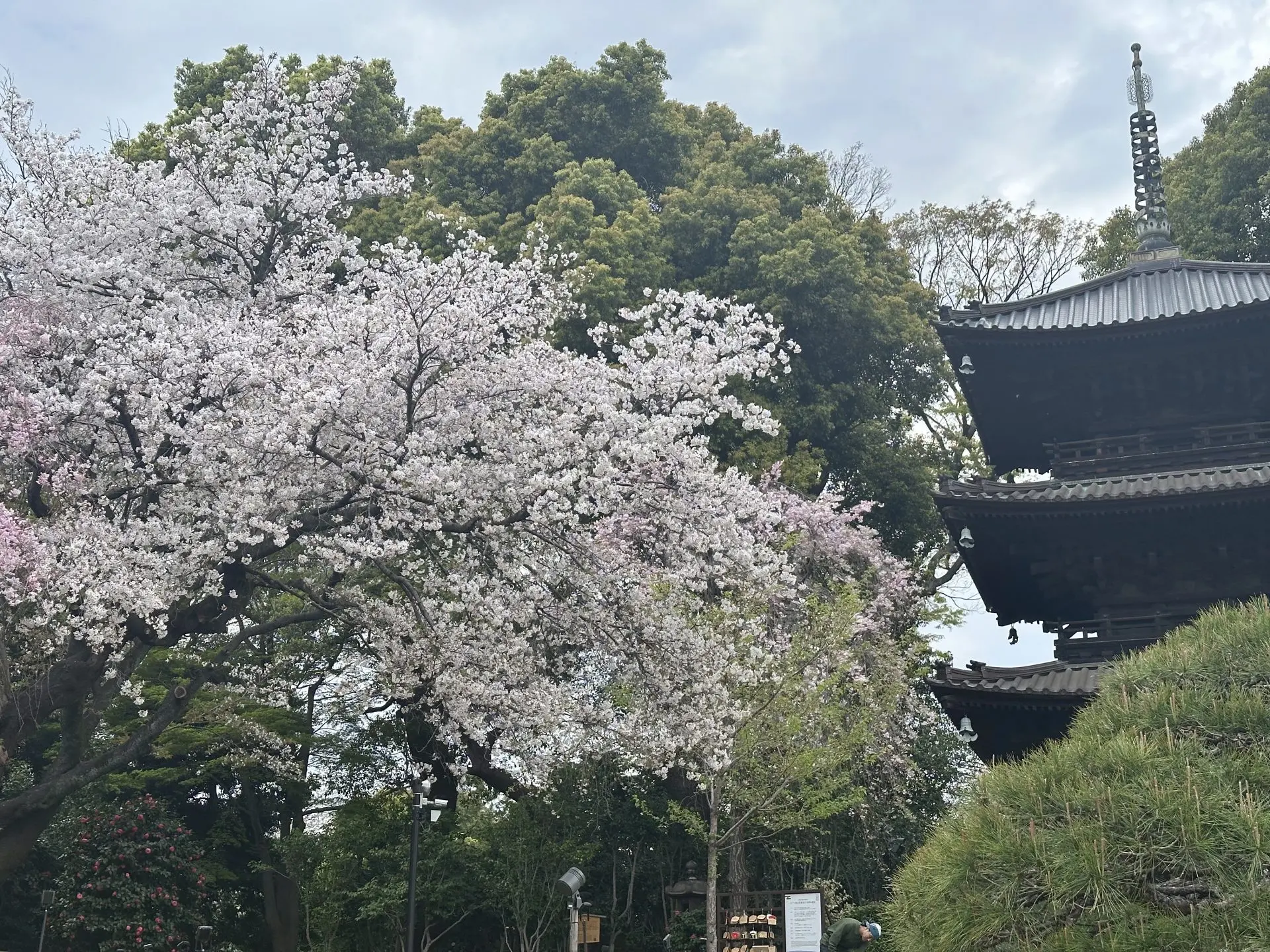 庭園の“桜”開花状況 | 東京のホテルならホテル椿山荘東京。【公式サイト】